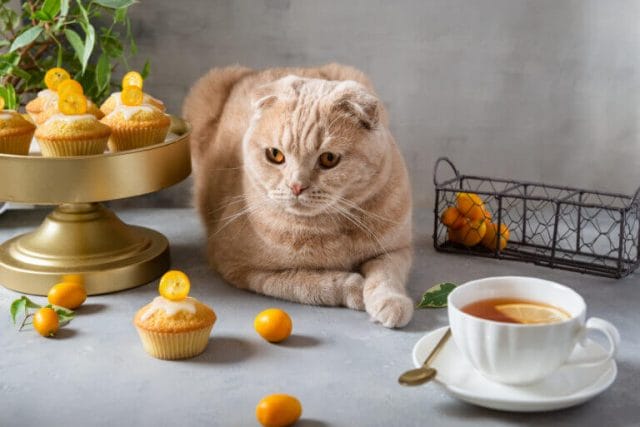 Can Cats Eat Muffin? All You Need To Know - Petscaretip 2023