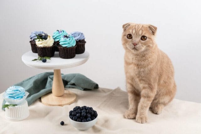 What Are The Risks Of Feeding Muffins To Cats?