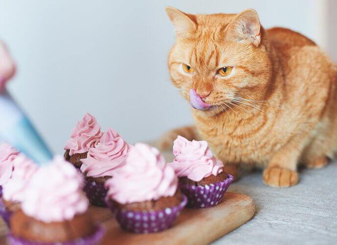 How Many Muffins Can A Cat Eat?