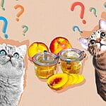 Can Cats Eat Ramen Noodle? All You Need To Know – 2023
