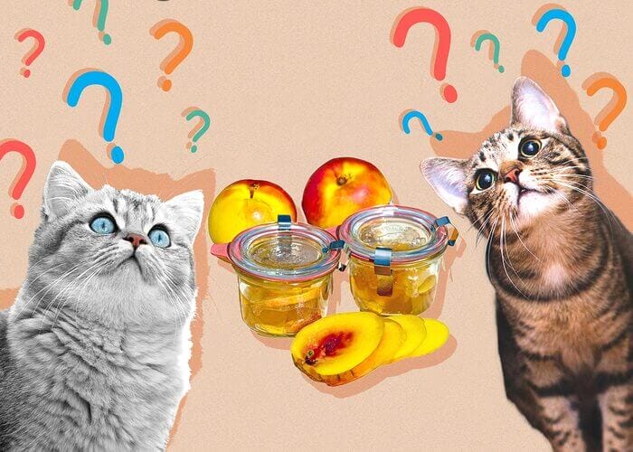 Can Cats Eat Nectarines? All You Need To Know-Petscaretip 2023