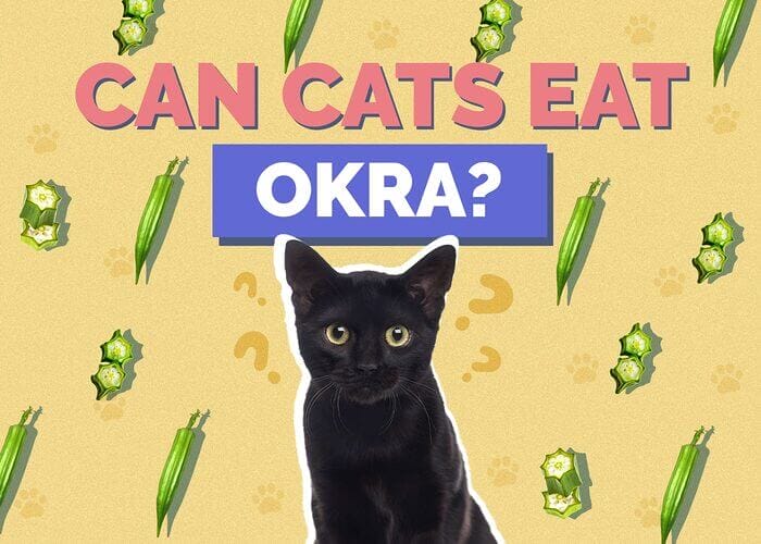 Can Cats Eat Okra? Is Okra Safe for Cats - Petscaretip 2023
