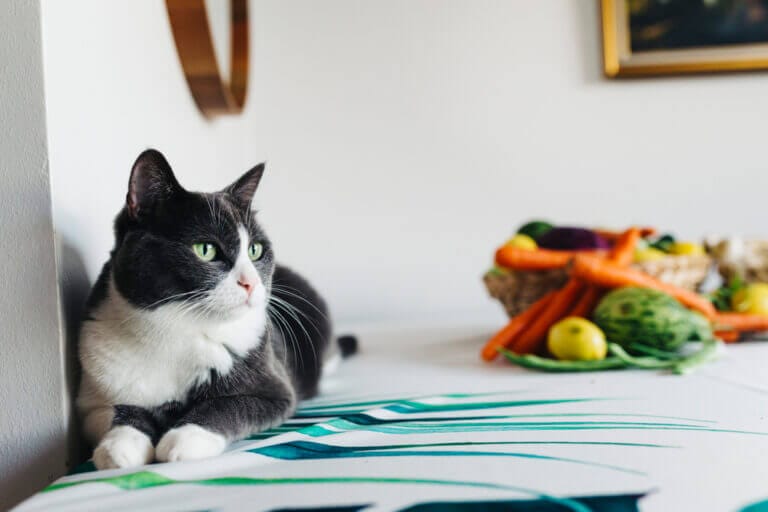 Is Okra Good for Cats? Health Benefits of Okra For Cats