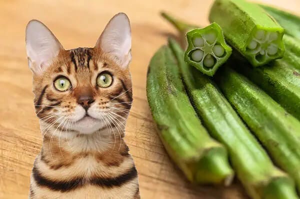 Can Cats Eat Okra? Is Okra Safe for Cats - Petscaretip 2023