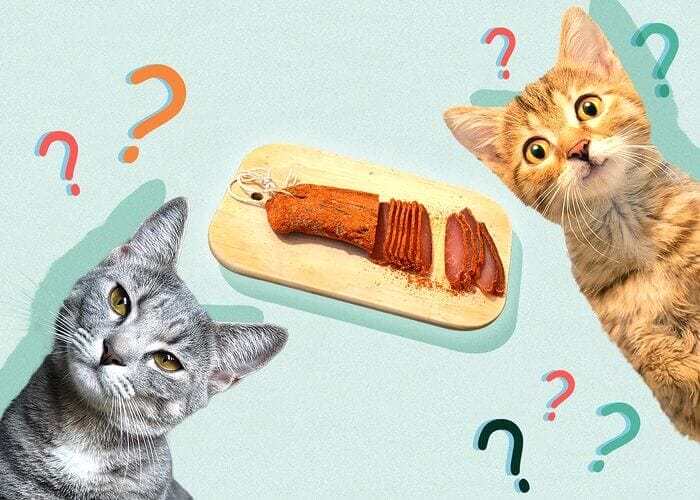 Can Cats Eat Pastrami? All You Need To Know - Petscaretip 2023
