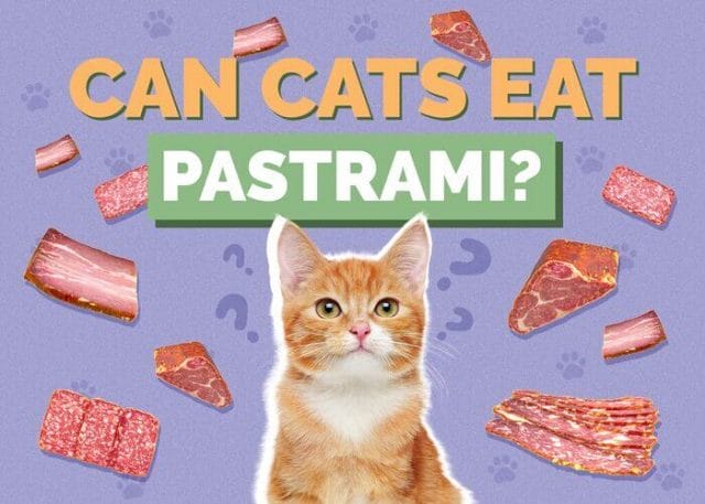 Can Cats Eat Pastrami? All You Need To Know - Petscaretip 2023