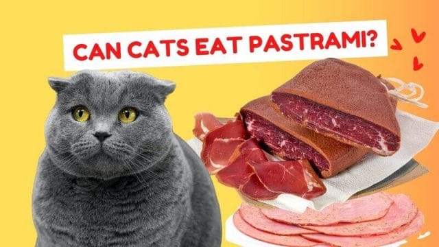 Is It Safe for Cats to Eat Pastrami?
