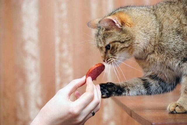 How To Feed Pastrami To Cats?