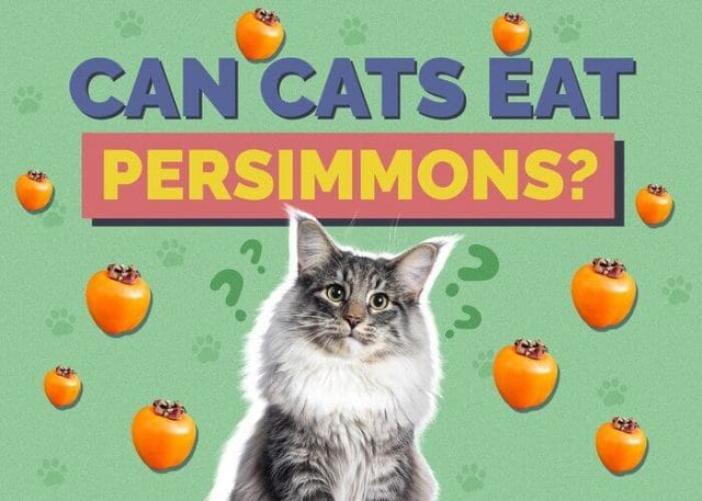 Can Cats Eat Persimmon? All You Need to Know-2023 Petscaretip