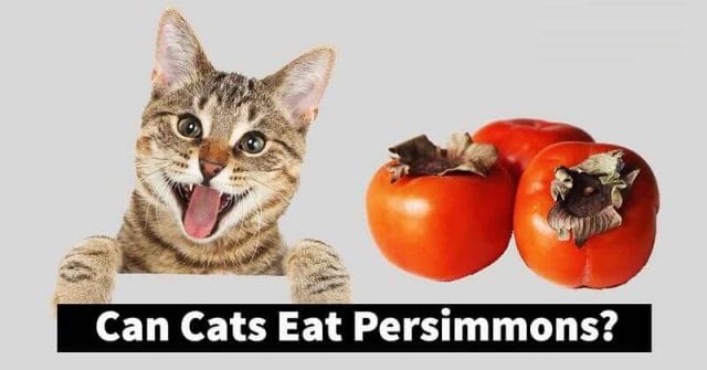 Are Persimmons Safe for Cats?