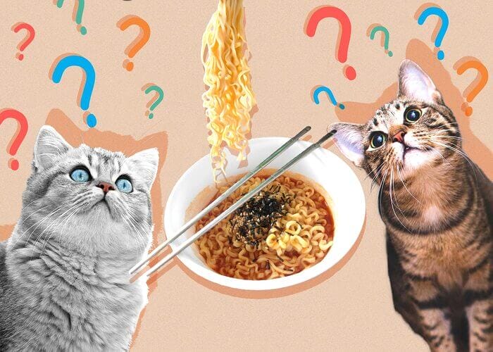 Can Cats Eat Ramen Noodle? All You Need To Know - 2023