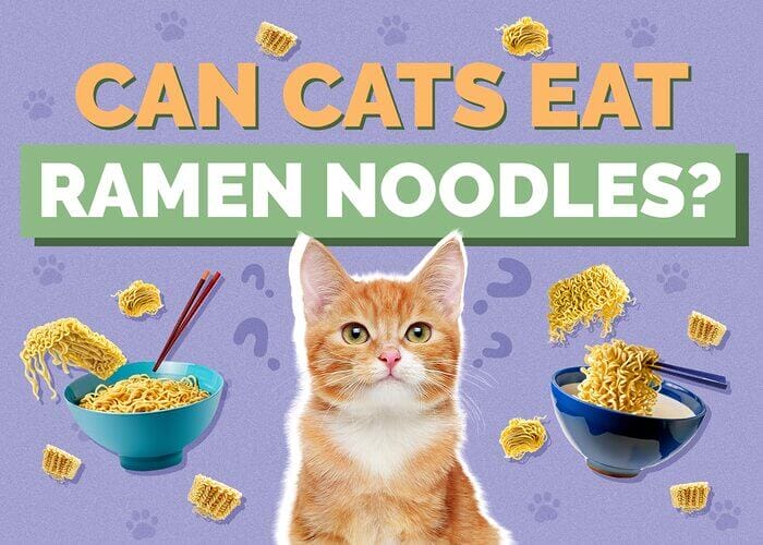 Can Cats Eat Ramen Noodle? All You Need To Know - 2023