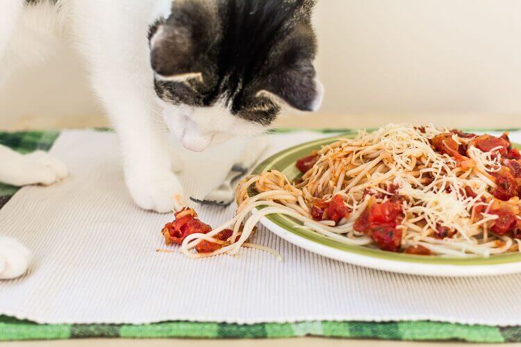 Can Cats Die From Eating Ramen Noodles?
