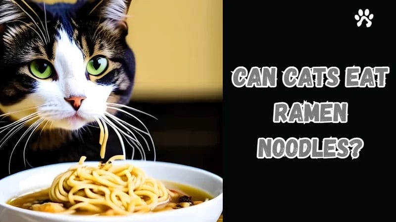 Are There Any Health Benefits in Ramen Noodles for Your Cat?