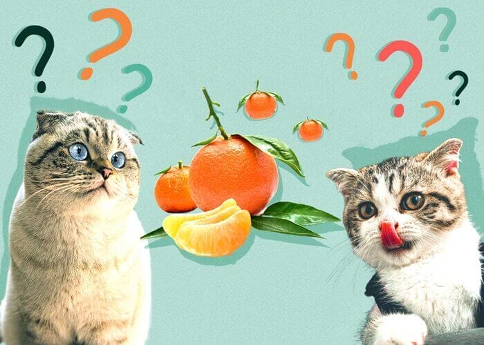 Can Cats Eat Tangerines? All You Need To Know- Petscaretip 2023