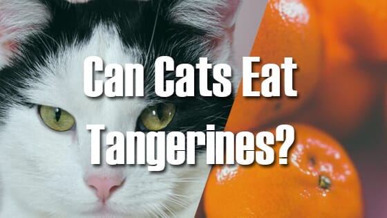 Can Cats Eat Tangerines? All You Need To Know- Petscaretip 2023