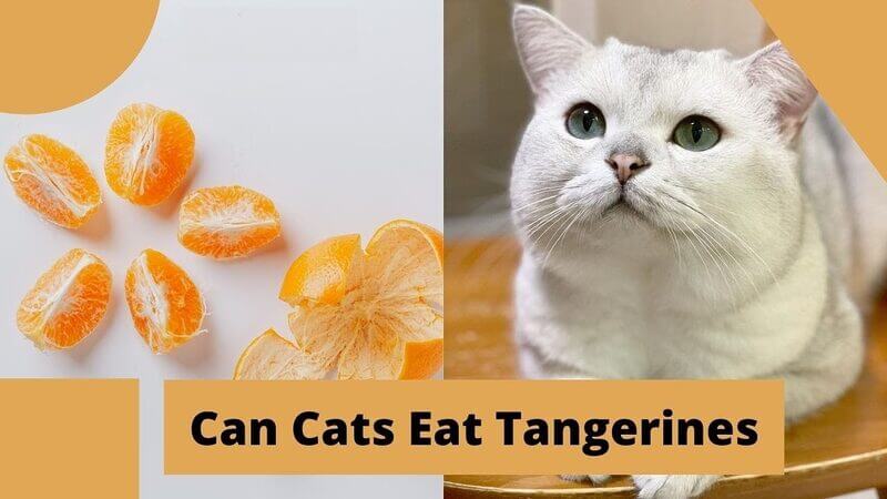 Are Tangerines Healthy for Cats?