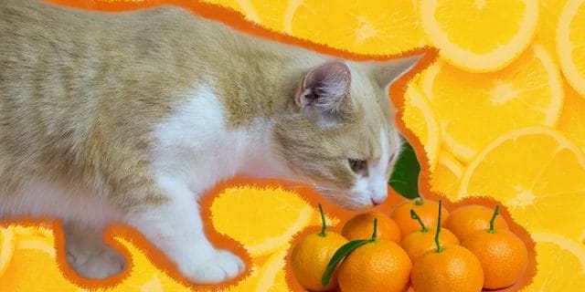 What If My Cat Eats a Tangerine?