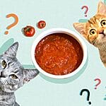 Can Cats Eat Waffle? All You Need To Know – Petscaretip 2023