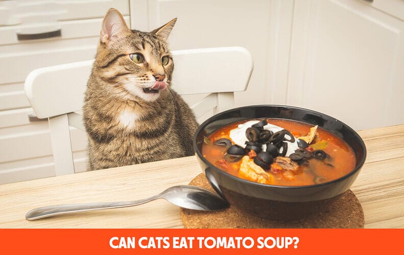 Can Cats Eat Tomato Soup? All You Need To Know - 2023