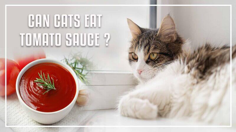 Is It Safe For Cats To Eat Tomato Soup?