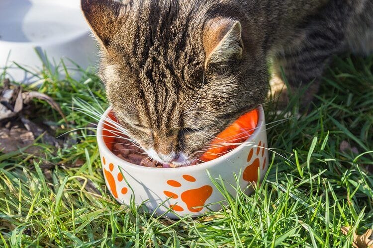 Is Tomato Soup Toxic to Cats?