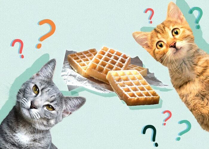 Can Cats Eat Waffle? All You Need To Know - Petscaretip 2023
