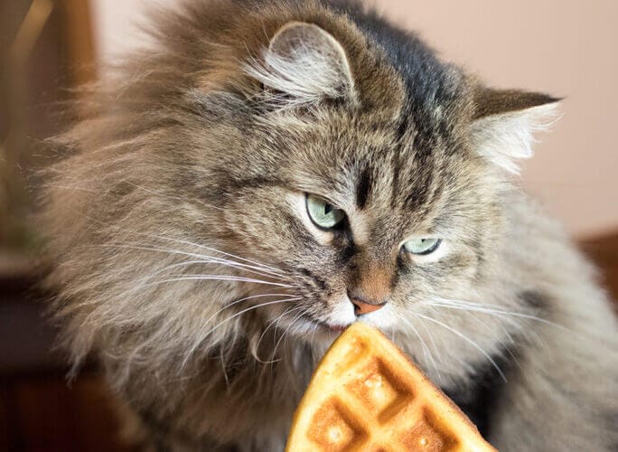 Can Cats Eat Waffle? All You Need To Know - Petscaretip 2023