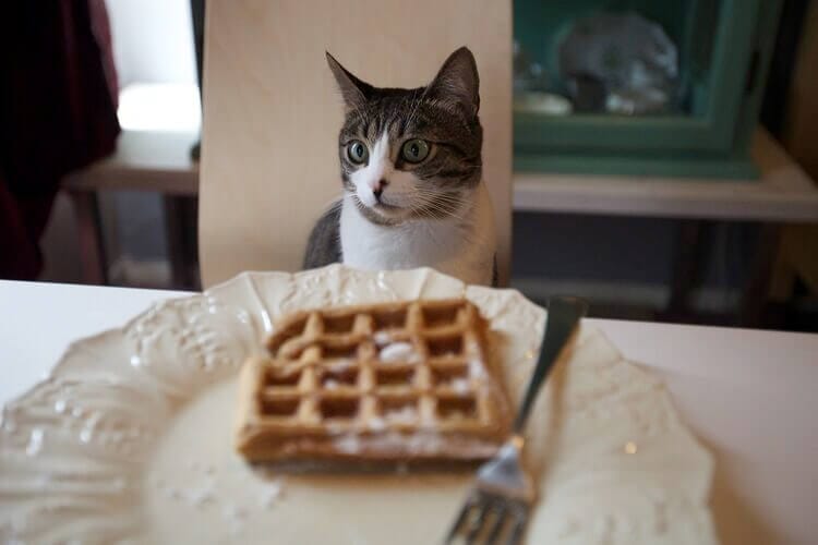What Are The Benefits of Feeding Cats Waffles?