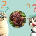 Can Cats Eat Granola? All You Need To Know – Petscaretip 2023