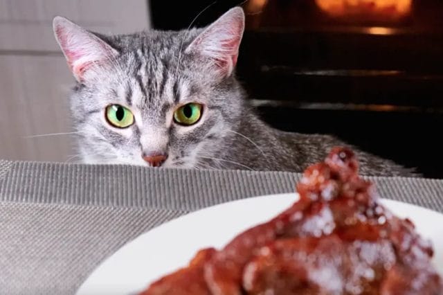 Can Cats Have Rotisserie Chicken? Tips For Cats - 2023