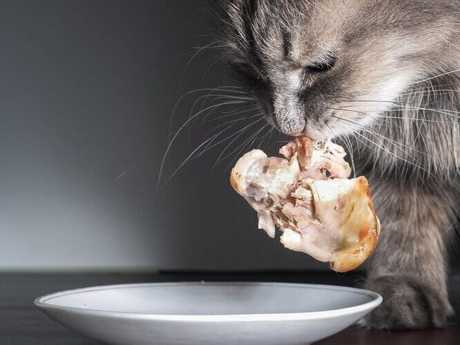What Can I Feed My Cat Instead of Rotisserie Chicken?