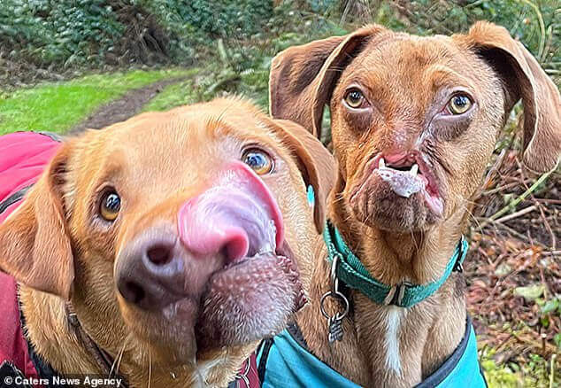 These 2 Malformed Dogs Became BBFs After Same Family Adopted Them5