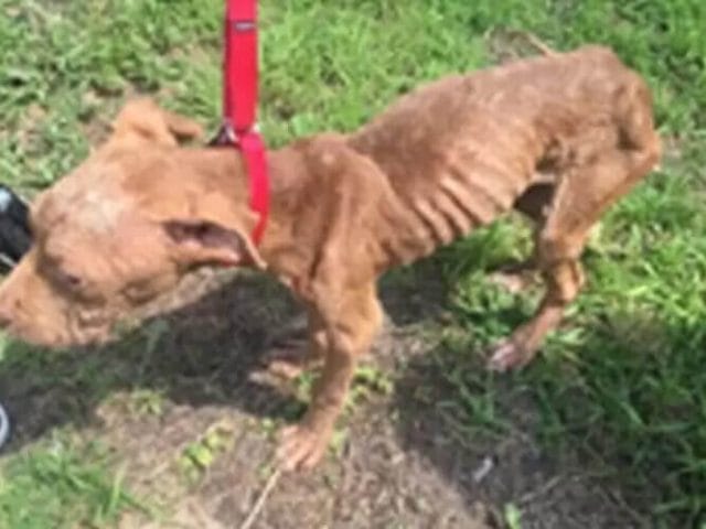 A Beacon of Hope: Rescuing Starving Dog Pax