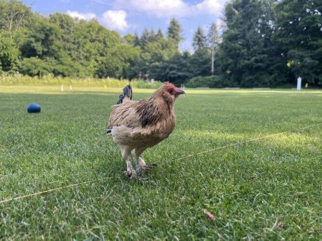 Peanut, The Oldest Hen in the World, Celebrating Her 21st Birthday