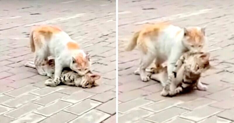 cat drags dead friend