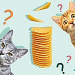 Can Cats Eat Chicken Nuggets? Tips for you – Petscaretip 2023