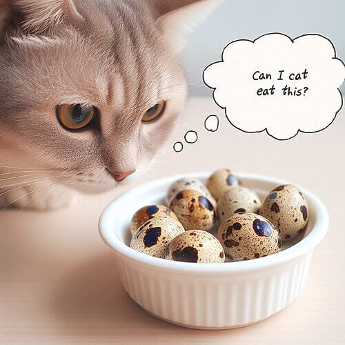 Can Cats Eat Quail Eggs?