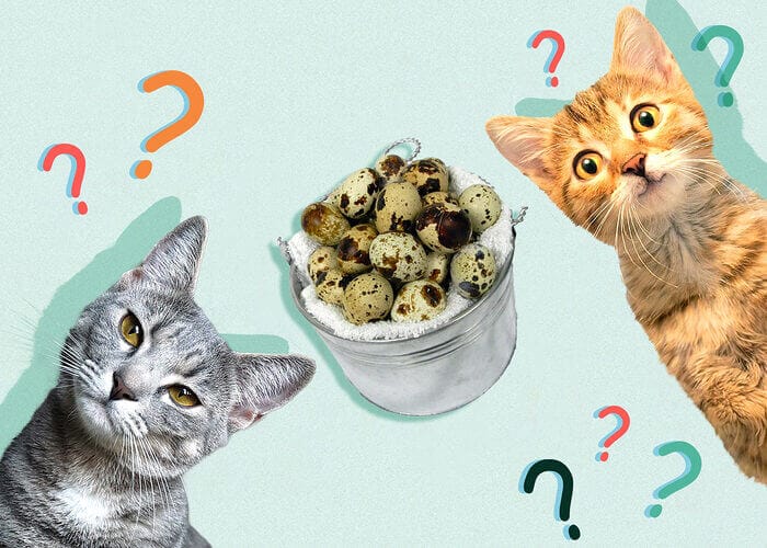 Can Cats Eat Quail Eggs - All You Need To Know - 2023