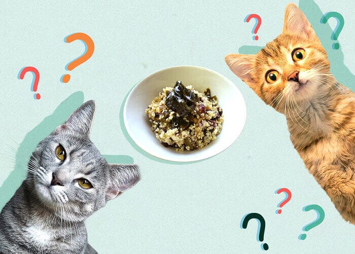 Can Cats Eat Quinoa? All You Need To Know - Petscaretip 2023