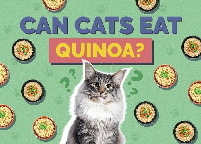 Can Cats Eat Quinoa? All You Need To Know - Petscaretip 2023