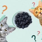 Can Cats Eat Pickles? All You Need To Know – Petscaretip 2023