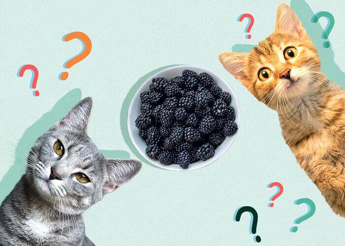 Can Cat Eat Blackberry? All You Need To Know - Petscaretip 2023