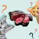 Can Cats Eat Pickles? All You Need To Know – Petscaretip 2023