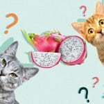 Can Cats Eat Olive Oil? All You Need To Know – Petscaretip 2023