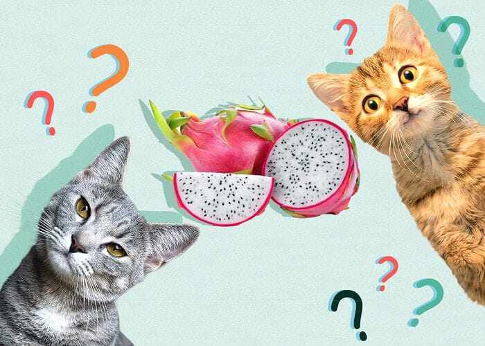Can Cats Eat Dragon Fruit? Tips for you - Petscaretip 2023