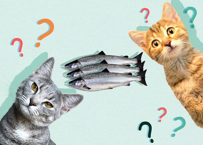Can Cats Eat Fish? All You Need To Know - Petscaretip 2023