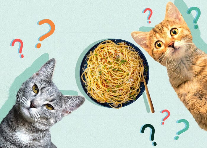Can Cats Eat Pasta? Is Pasta Safe For Cats - Petscaretip 2023
