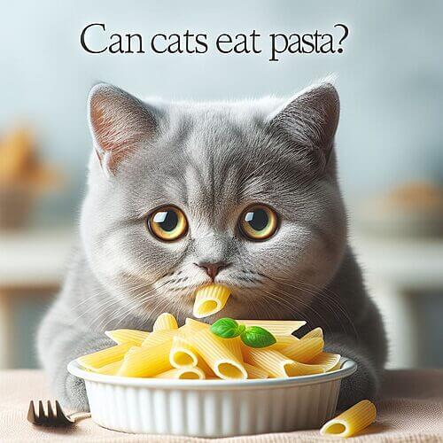 Can Cats Eat Pasta?