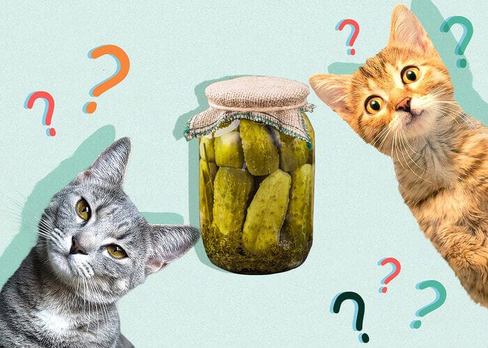Can Cats Eat Pickles? All You Need To Know - Petscaretip 2023